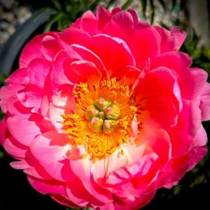 Meet your Posher, Sp